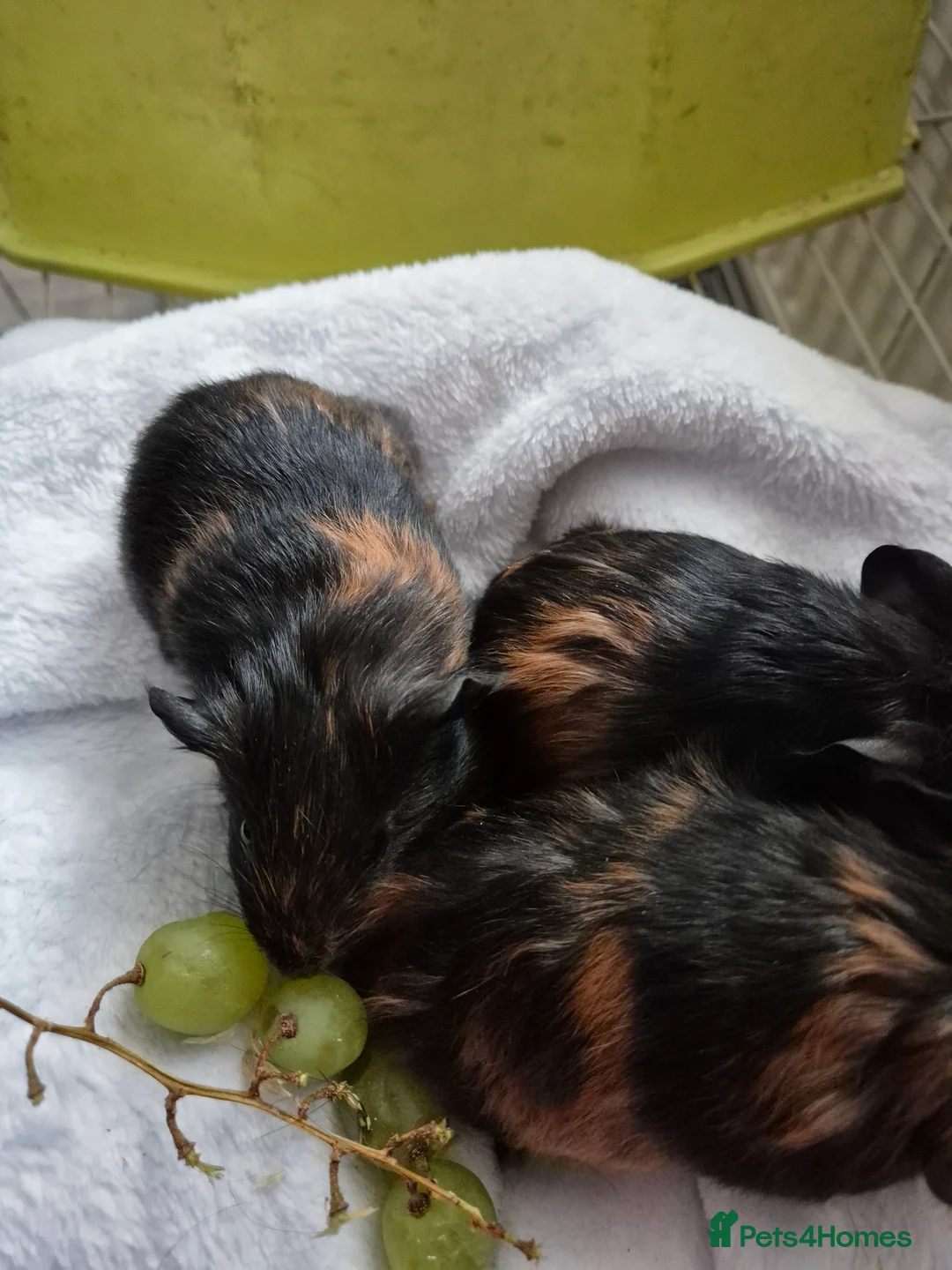 Guinea Pig rodents for sale: 2 female guinea pigs - Advert 4
