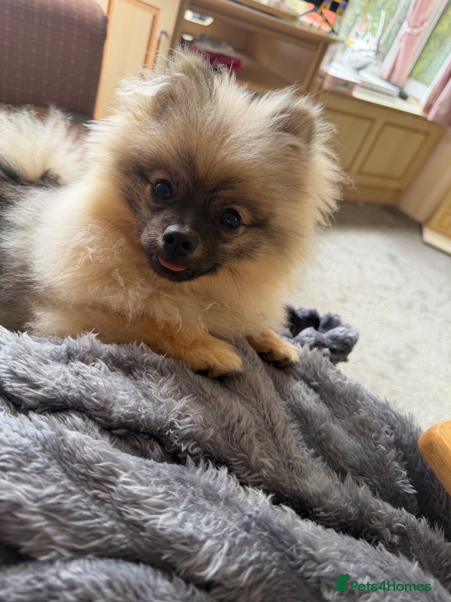 Pomeranian dogs Kc registered Pom boy  - Advert 8