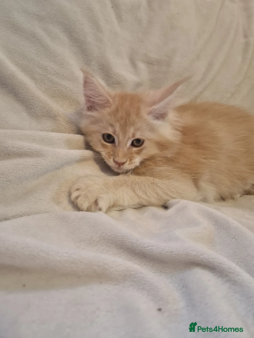 Maine Coon cats for sale: Maine Coon kittens - Advert 10