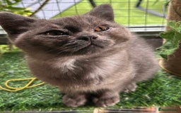 British Shorthair cats for sale: GORGEOUS BSH KITTENS in Oldham - Image 5