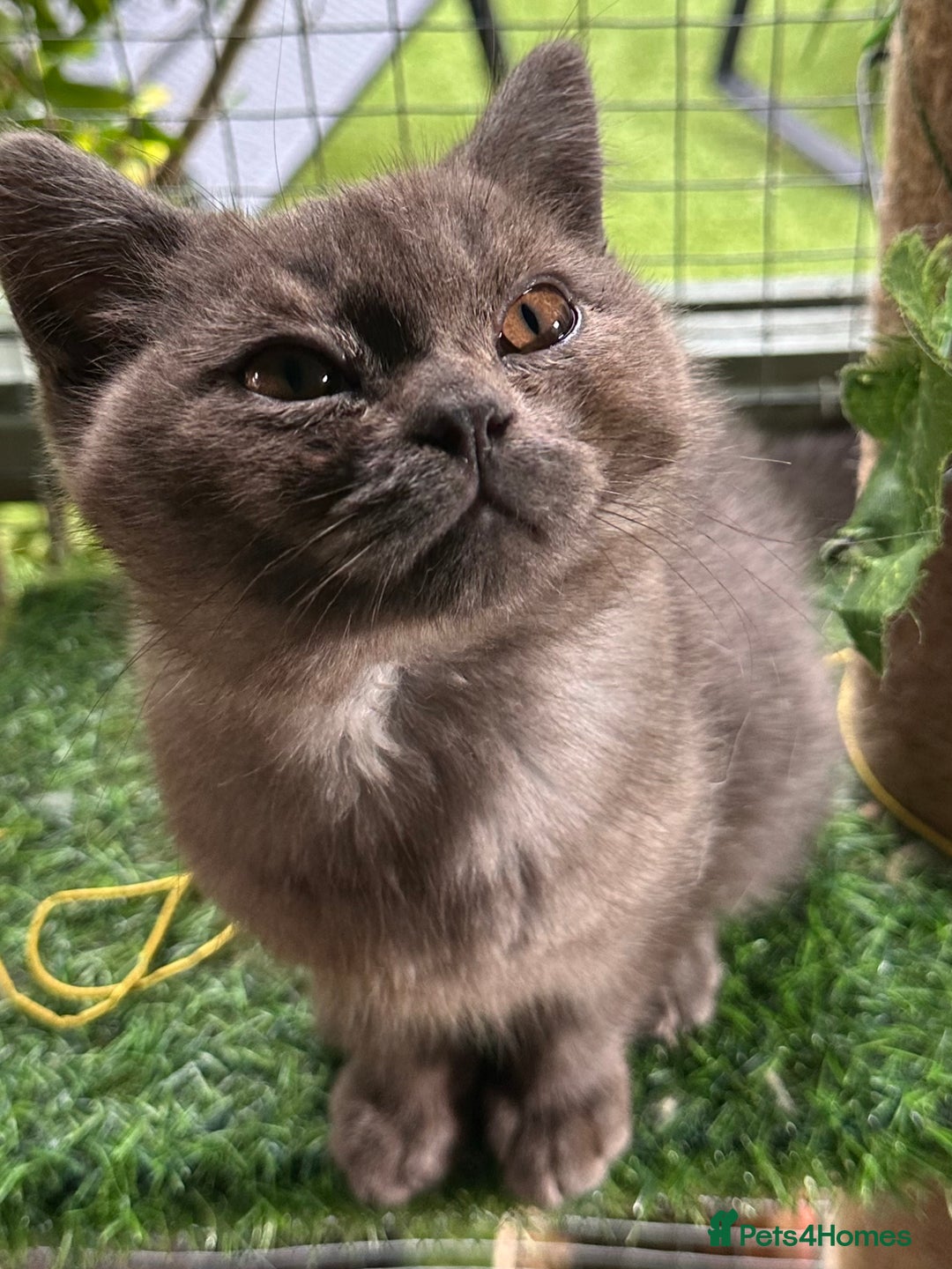 British Shorthair cats for sale: GORGEOUS BSH KITTENS in Oldham - Image 5