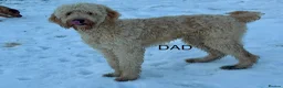 Goldendoodle dogs for sale: ONLY MR BROWN LEFT. HE’S GORGEOUS.  - Advert 9