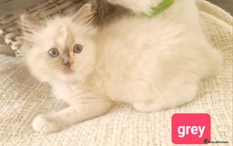 Ragdoll cats for sale: Pure ragdoll kittens READY NOW!! - Image 15