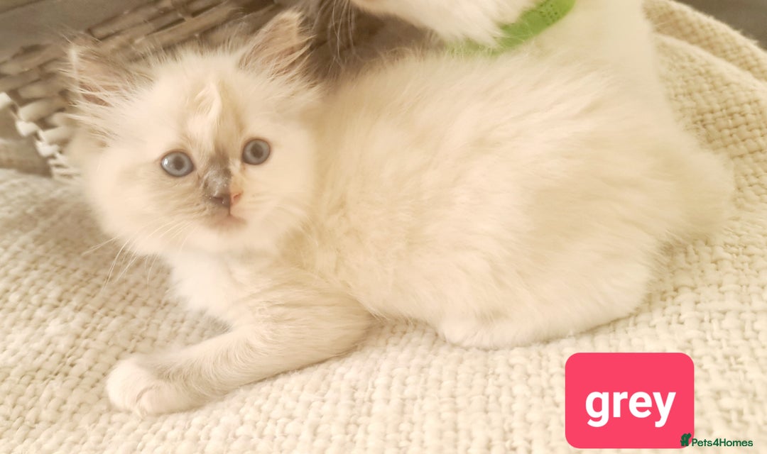 Ragdoll cats for sale: Pure ragdoll kittens READY NOW!! - Image 15