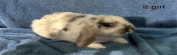 Dwarf Lop rabbits for sale: Mini x dwarf baby lop rabbits  - Advert 7