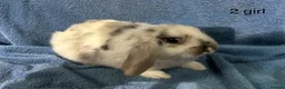 Dwarf Lop rabbits for sale: Mini x dwarf baby lop rabbits  - Advert 7