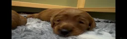 Cavapoo dogs for sale: Beautiful red cavapoo puppies  - Advert 3