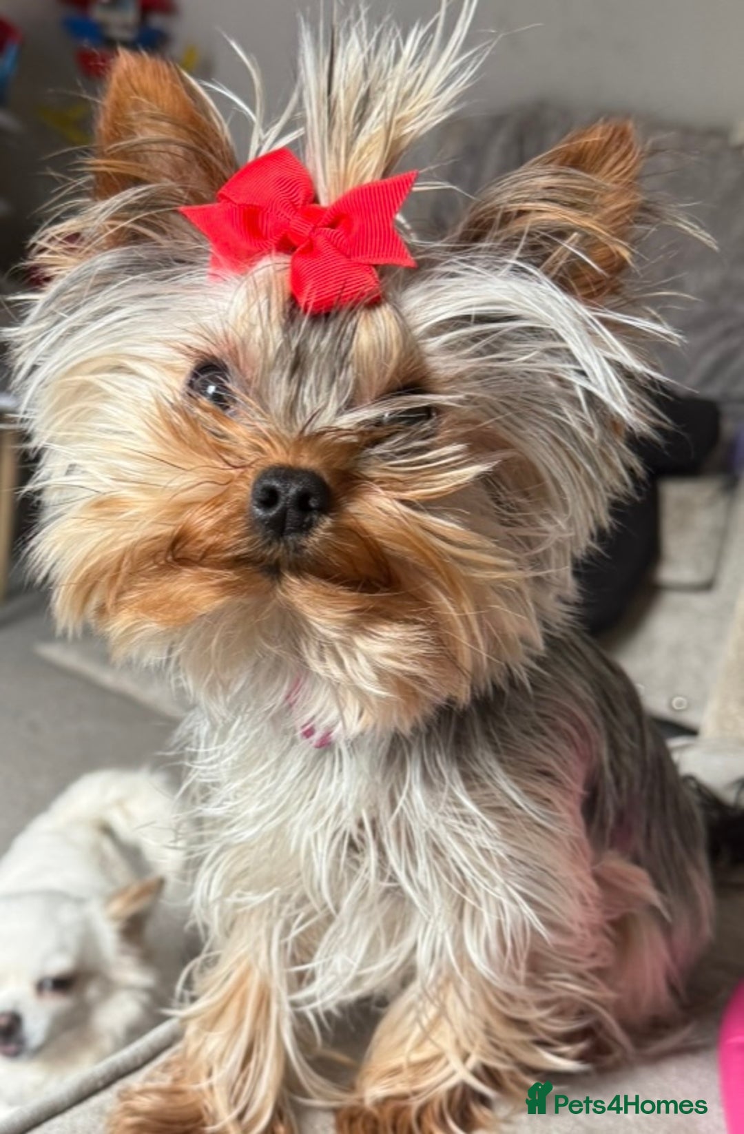 Yorkshire Terrier dogs for sale: 2 year old miniature Yorkshire terrier - Image 3