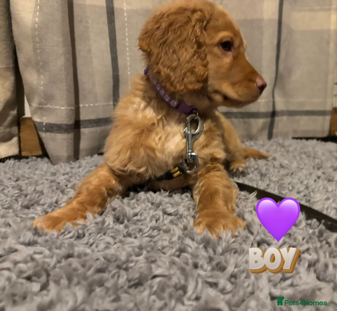Cockapoo dogs for sale: 🐶8 Beautiful Cockapoo puppies🐶 - Advert 3