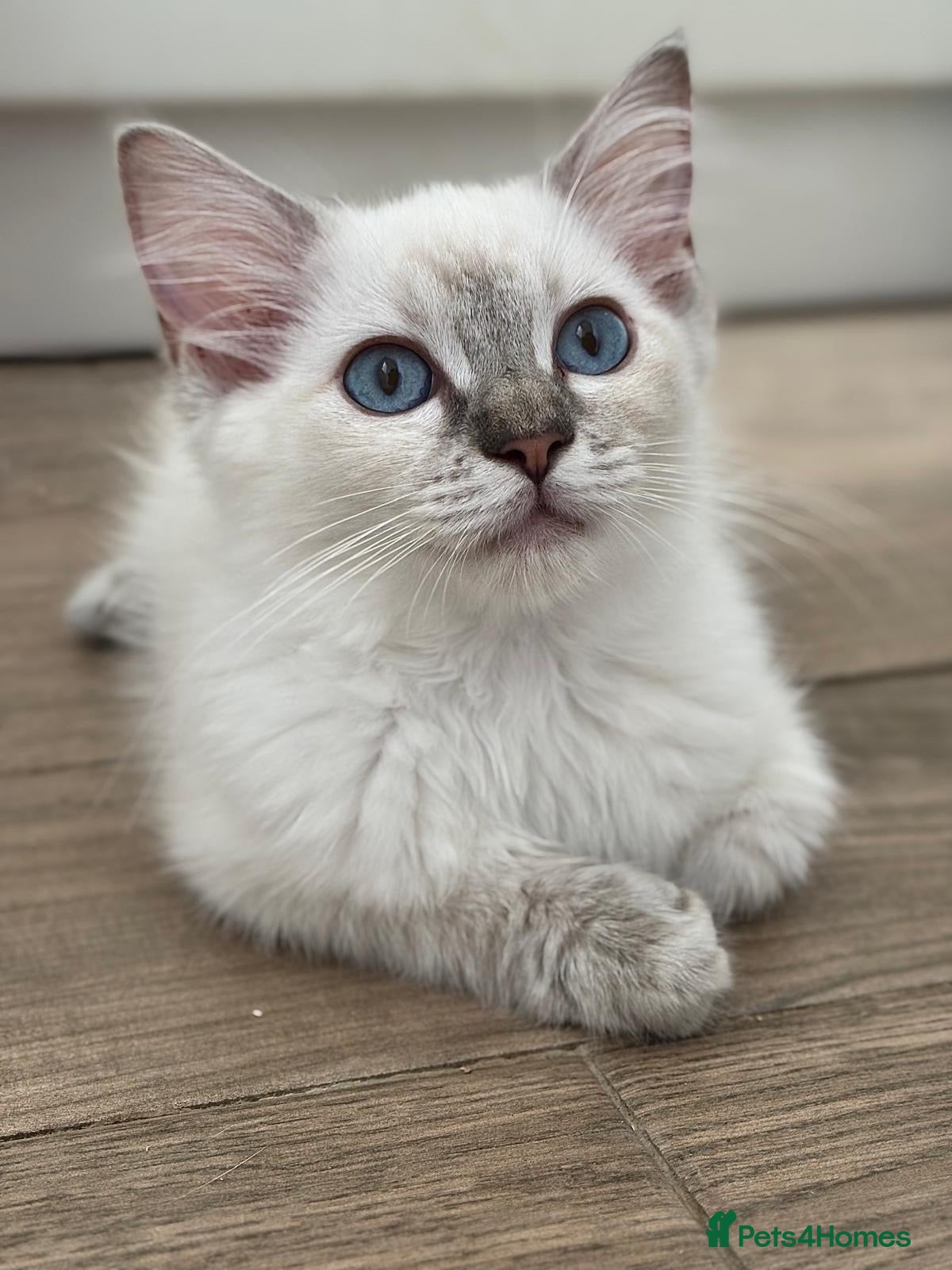 Ragdoll cats GCCF registered girl looking for her forever home - Advert 1
