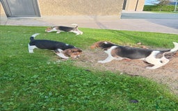 Beagle dogs for sale: Genuine Foot Beagles - Image 10