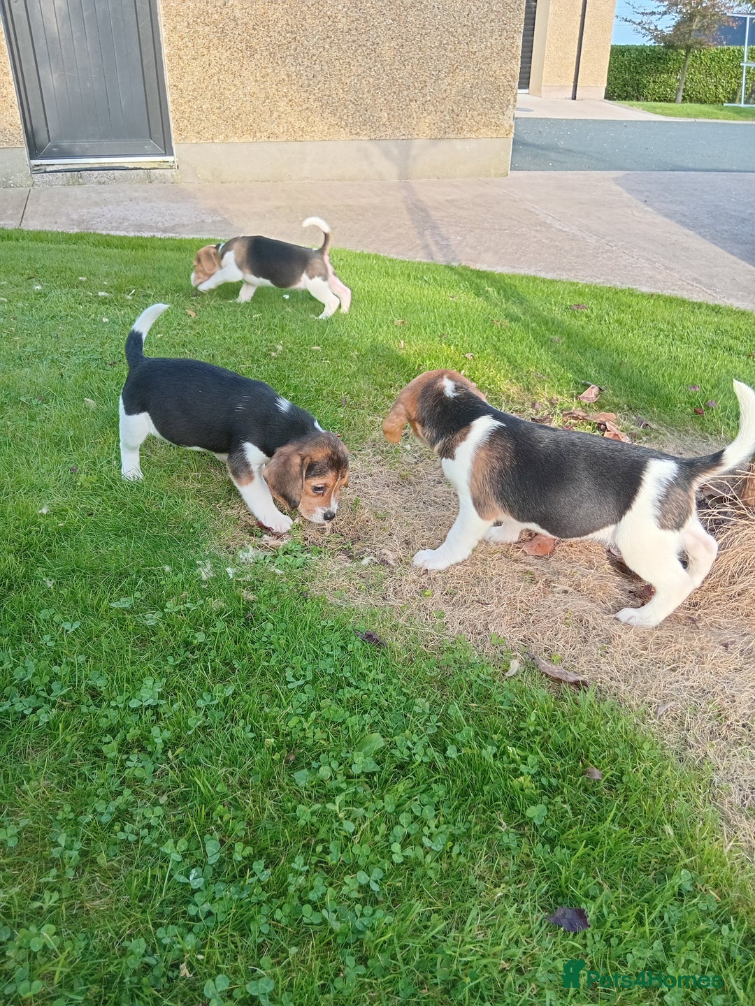 Beagle dogs for sale: Genuine Foot Beagles - Image 10