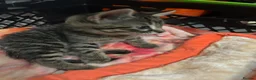 British Shorthair cats for sale: 4 adorable kittens looking for loving homes - Advert 20