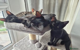 Mixed Breed cats for sale: 3 lovely playful male Kittens looking for home - Image 2