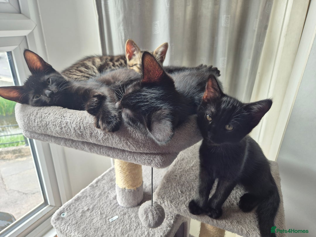 Mixed Breed cats for sale: 3 lovely playful male Kittens looking for home - Image 2