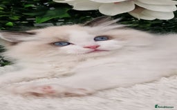 Ragdoll cats for sale: 🩷✨️Lovely Chunky EU kittens✨️🏆TICA Award cattery - Image 17