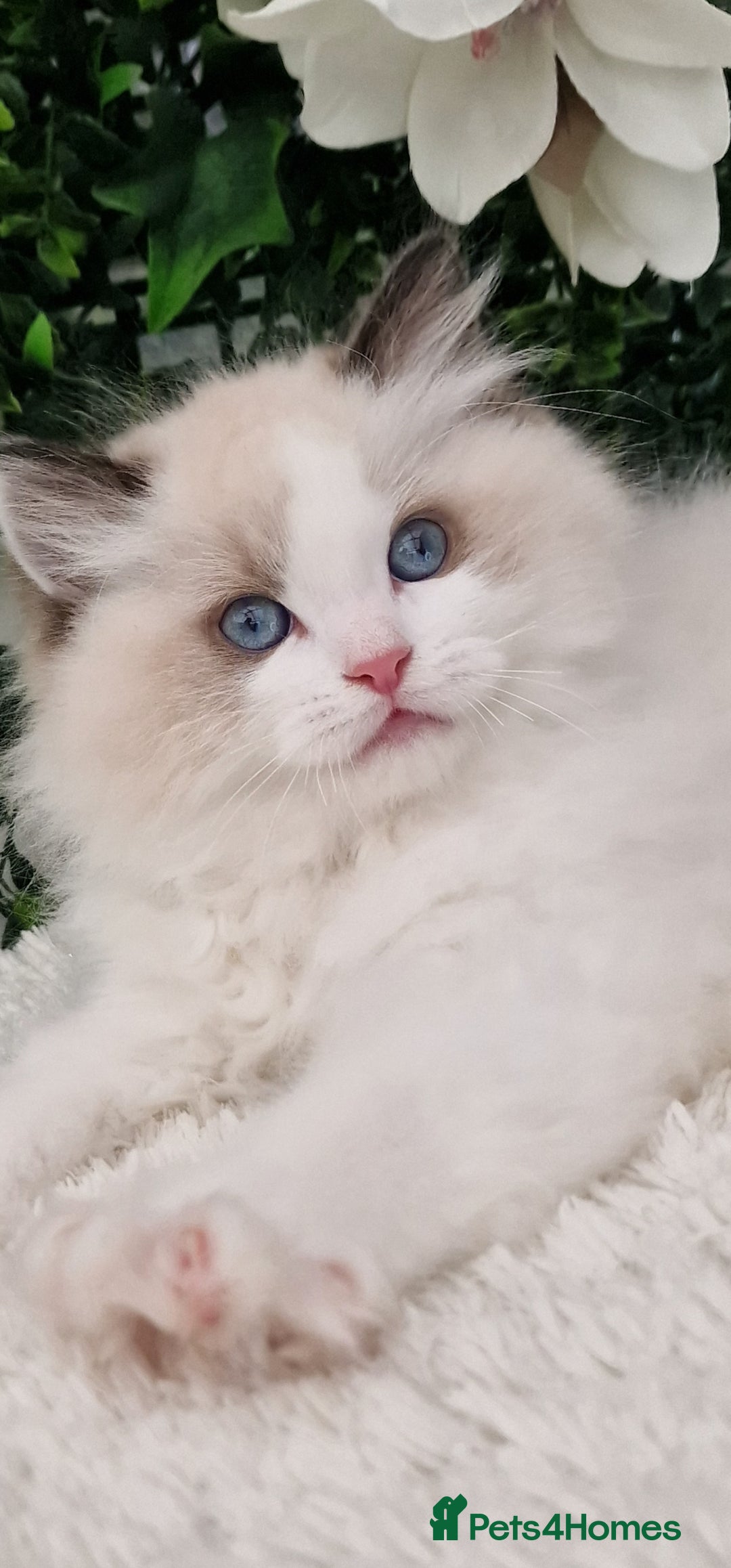 Ragdoll cats for sale: 🩷✨️Lovely Chunky EU kittens✨️🏆TICA Award cattery - Image 17