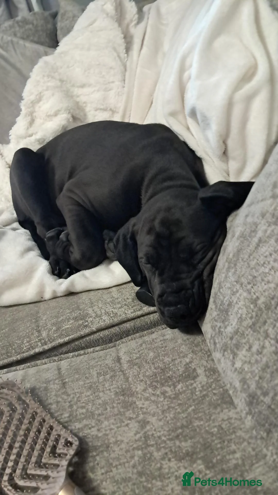 Mixed Breed dogs for sale: 14 week old male puppy - Advert 2