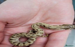 Snake reptiles for sale: Western Hognose CB25 babies  - Image 5