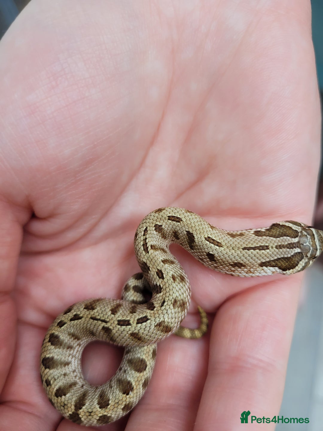 Snake reptiles for sale: Western Hognose CB25 babies  - Image 5