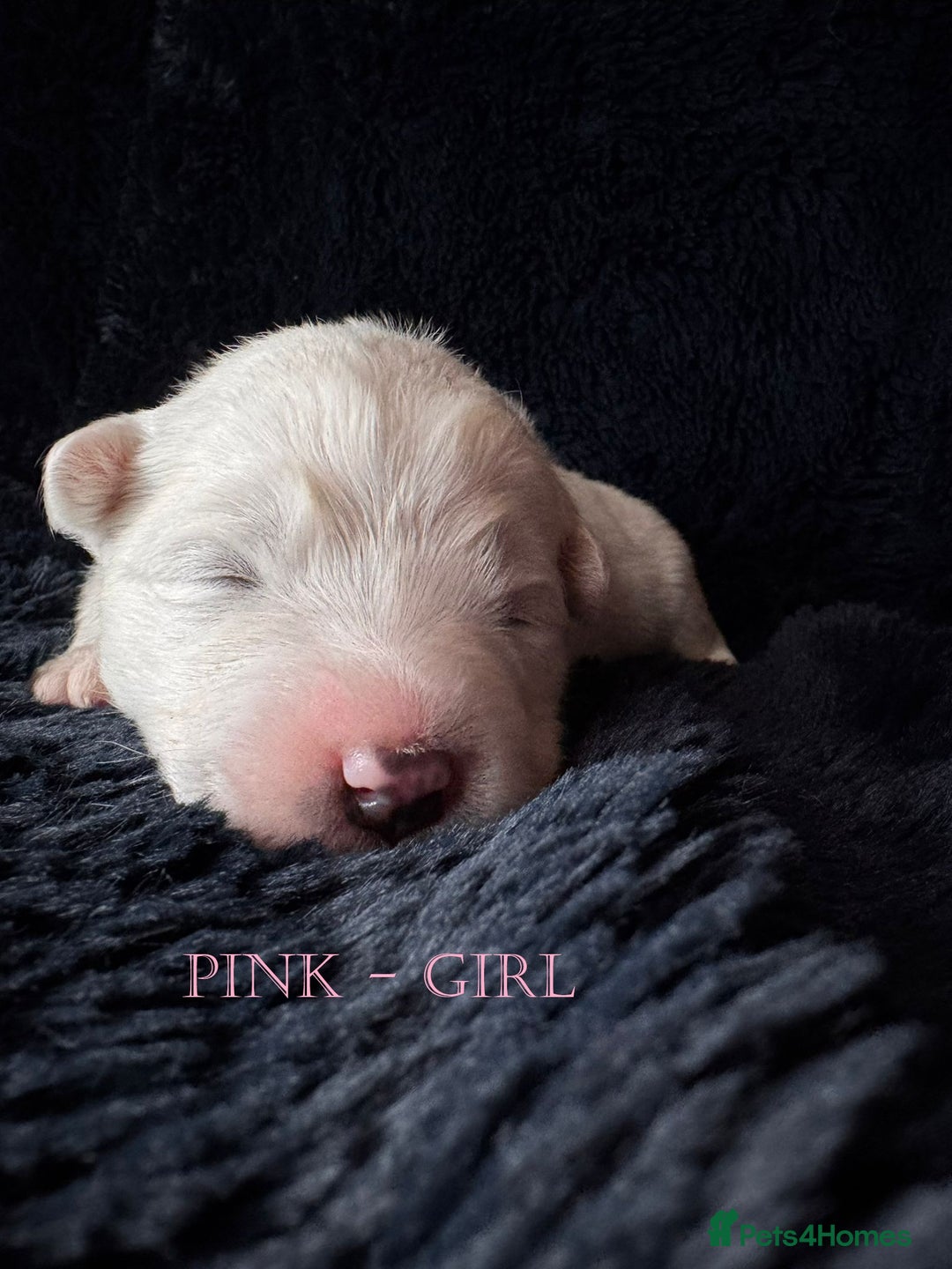 Samoyed dogs for sale: 🌟 Exceptional KC bear-faced Samoyed pups 🌟 - Advert 17