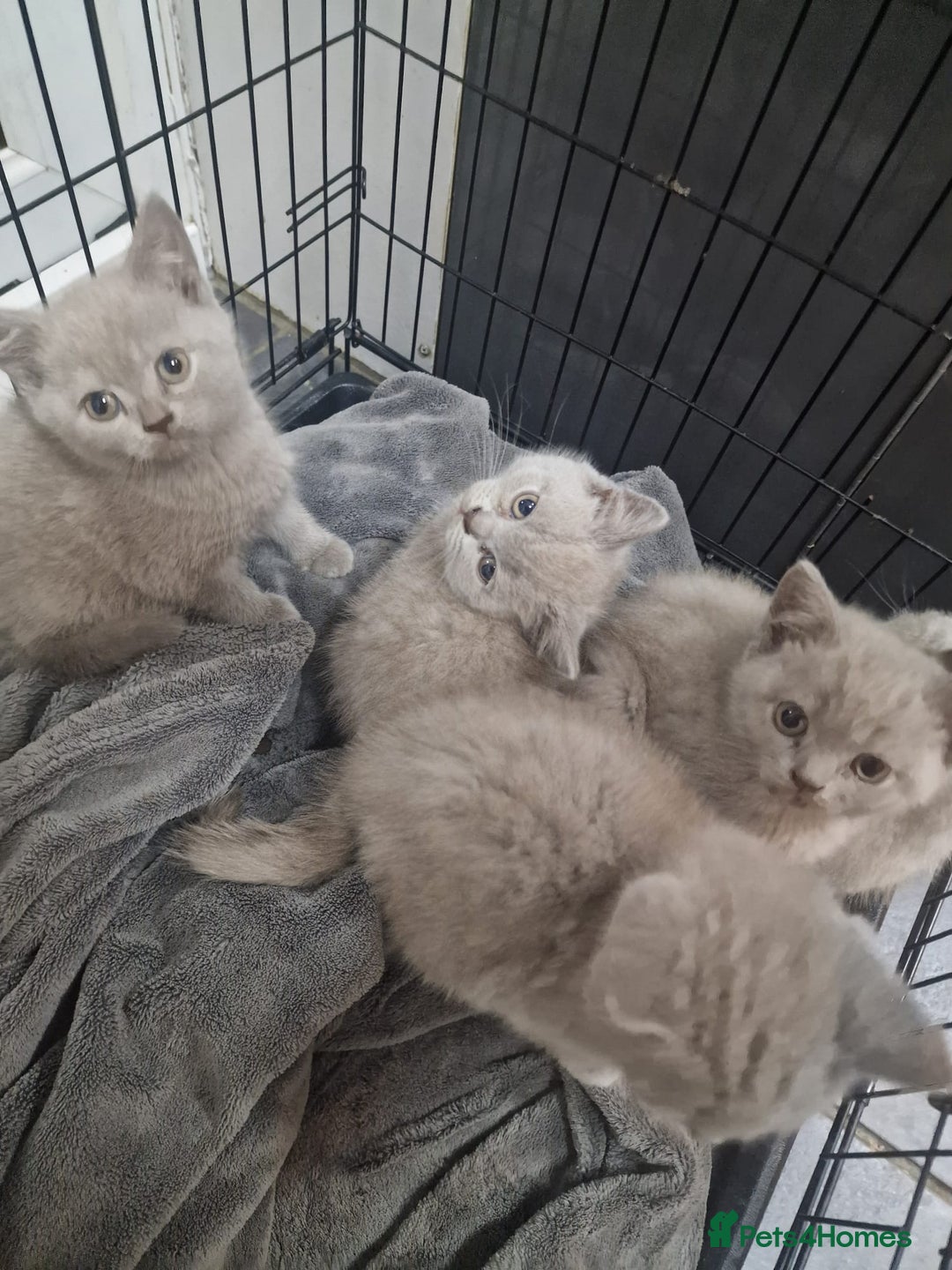 British Shorthair cats for sale: Pure British Short Hair cutties - Image 17