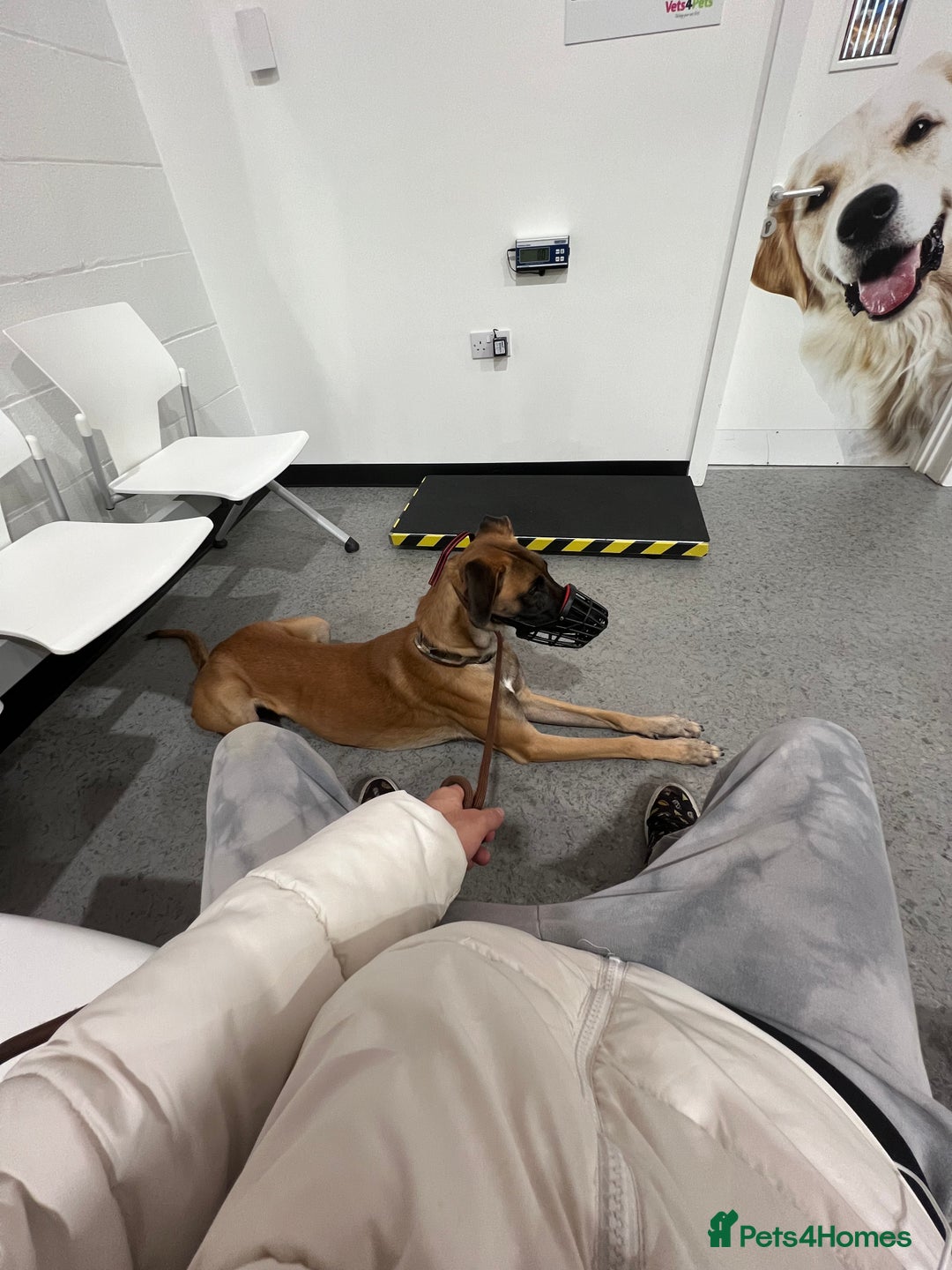 Mixed Breed dogs for sale: Zu - Belgian shepherd x Greyhound  - Advert 7