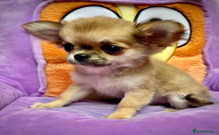 Chihuahua dogs - Advert 3