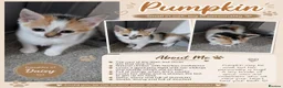 Mixed Breed cats for sale: Ready for their forever families  - Advert 4