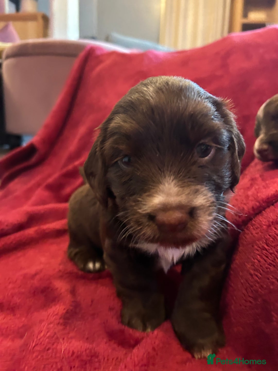 Mixed Breed dogs for sale: Dachshund puppies  - Image 5
