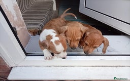 Dachshund dogs for sale: 3 beautiful dachshund puppies ready now - Image 3