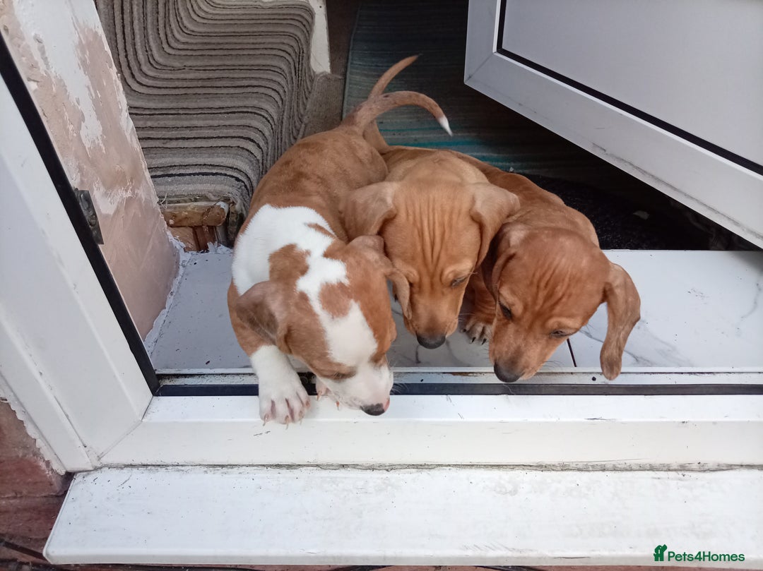 Dachshund dogs for sale: 3 beautiful dachshund puppies ready now - Image 3