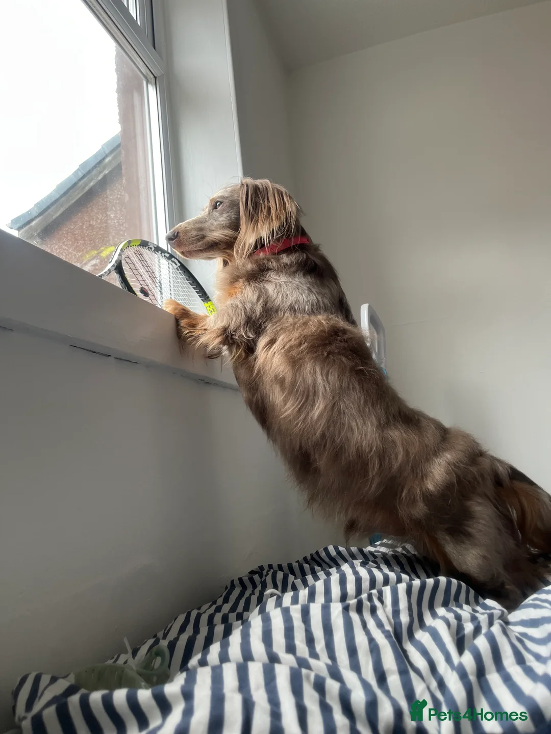 Dachshund dogs for sale: Long Hair Chocolate Dapple Dachshund – 2 Years  in Glasgow - Advert 7