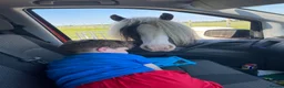 Irish Cob horses for sale: Sweet Poppet  - Advert 8