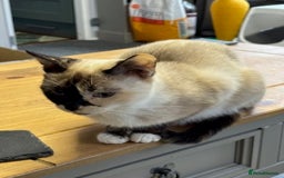 Mixed Breed cats for sale: Kittens for sale - Image 2