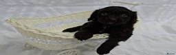 Cavapoo dogs for sale: Miniature rich chocolate & tan Cavapoo puppies  - Advert 26