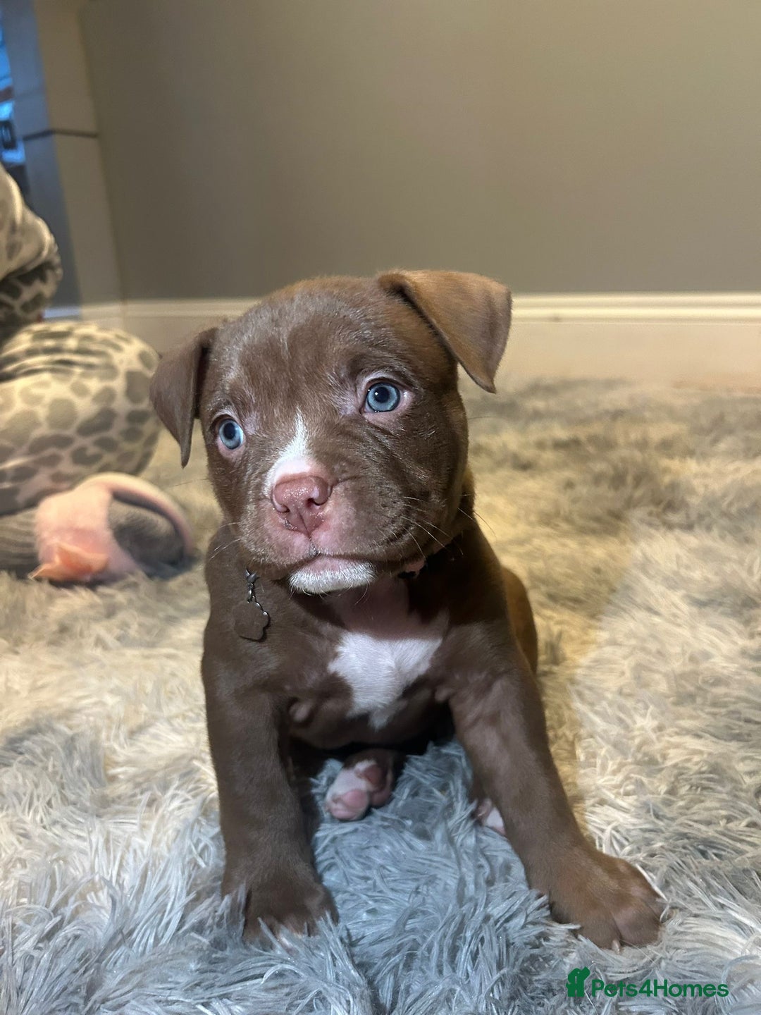 American Bully dogs for sale: 4 beautiful girl pocket bully’s  - Advert 13