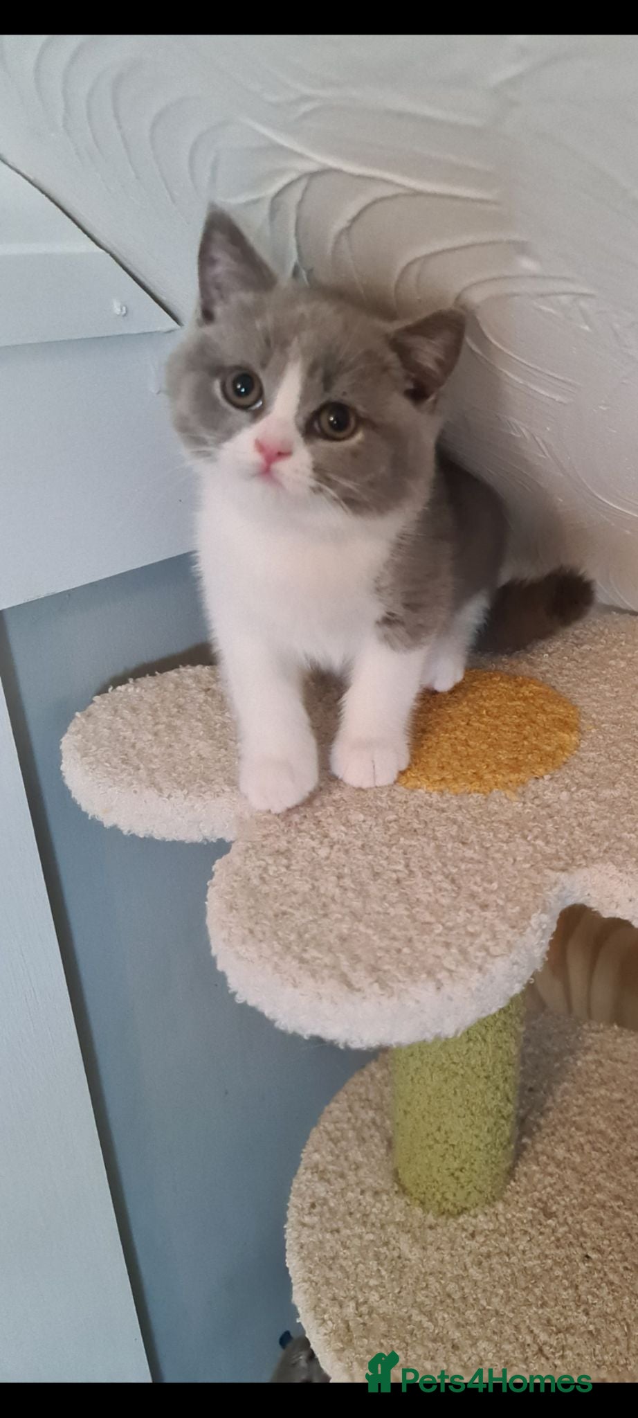 British Shorthair cats  *READY NOW* Last 2 boy British-shorthair kittens  - Advert 6