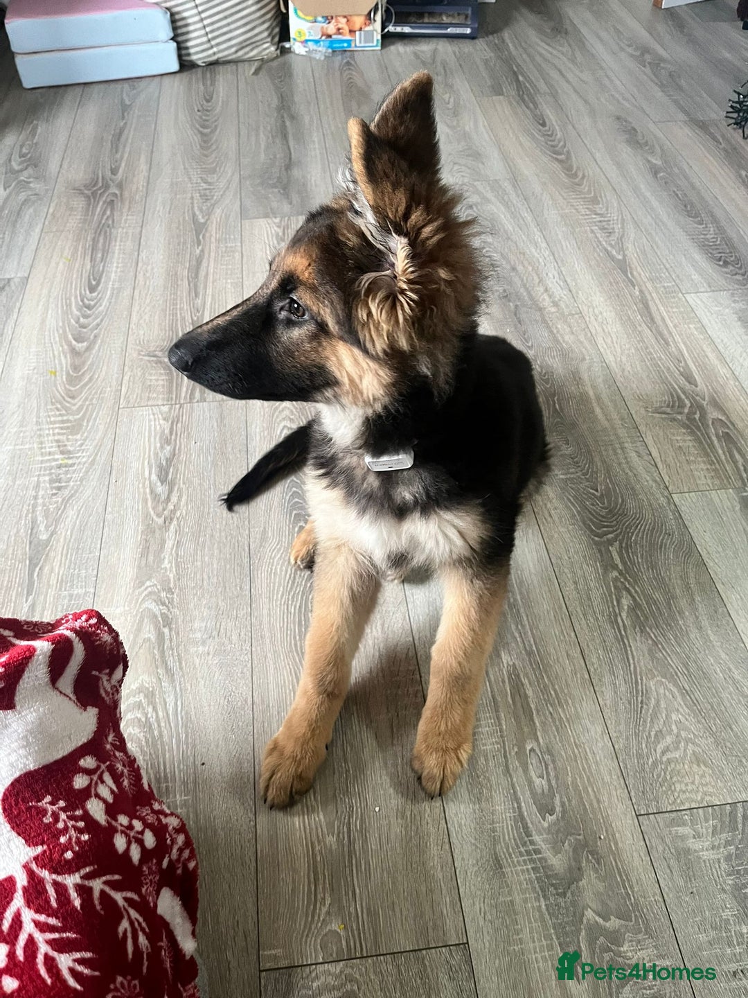 German Shepherd dogs for sale: Pure breed German shepherd for sale - Advert 2