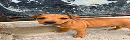 Mixed Breed dogs for sale: Jack Russell x Plummer puppies for sale - Advert 6