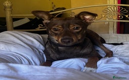 Mixed Breed dogs for sale: 2 year old unneutered female free - Image 3