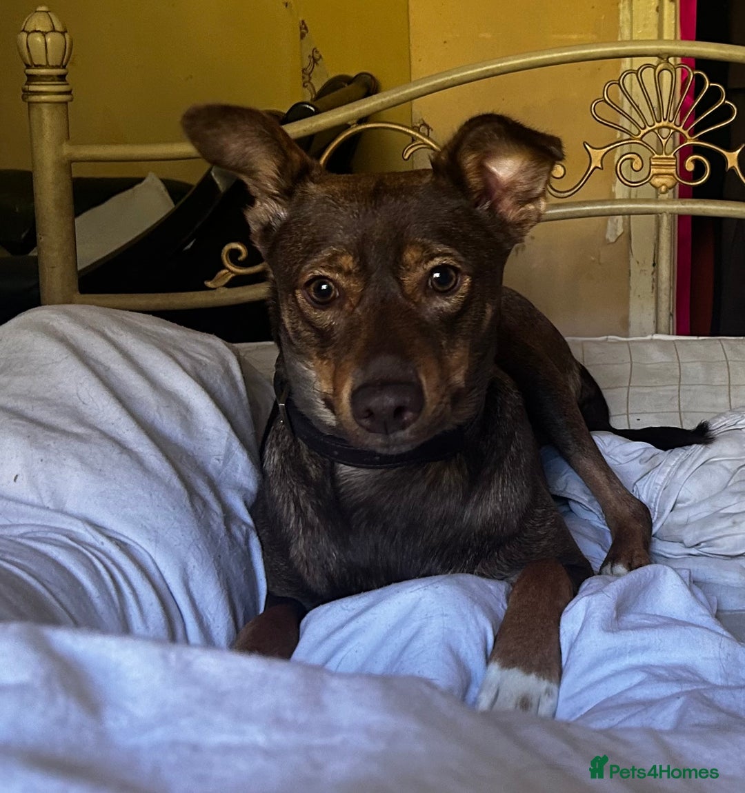 Mixed Breed dogs for sale: 2 year old unneutered female free - Image 3