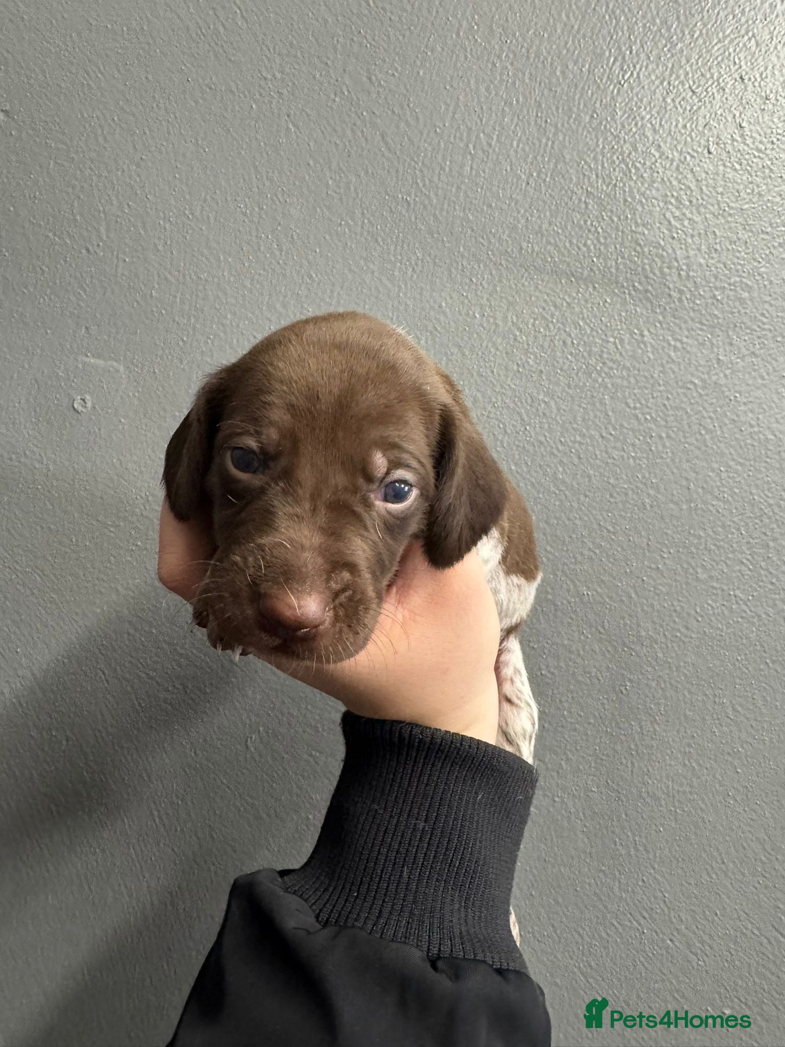 German Shorthaired Pointer dogs German Short Haired Pups - Serbian Blood Lines - Advert 2