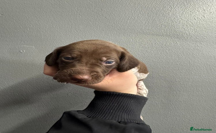 German Shorthaired Pointer dogs - Advert 2