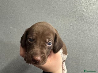 German Shorthaired Pointer dogs - Advert 3