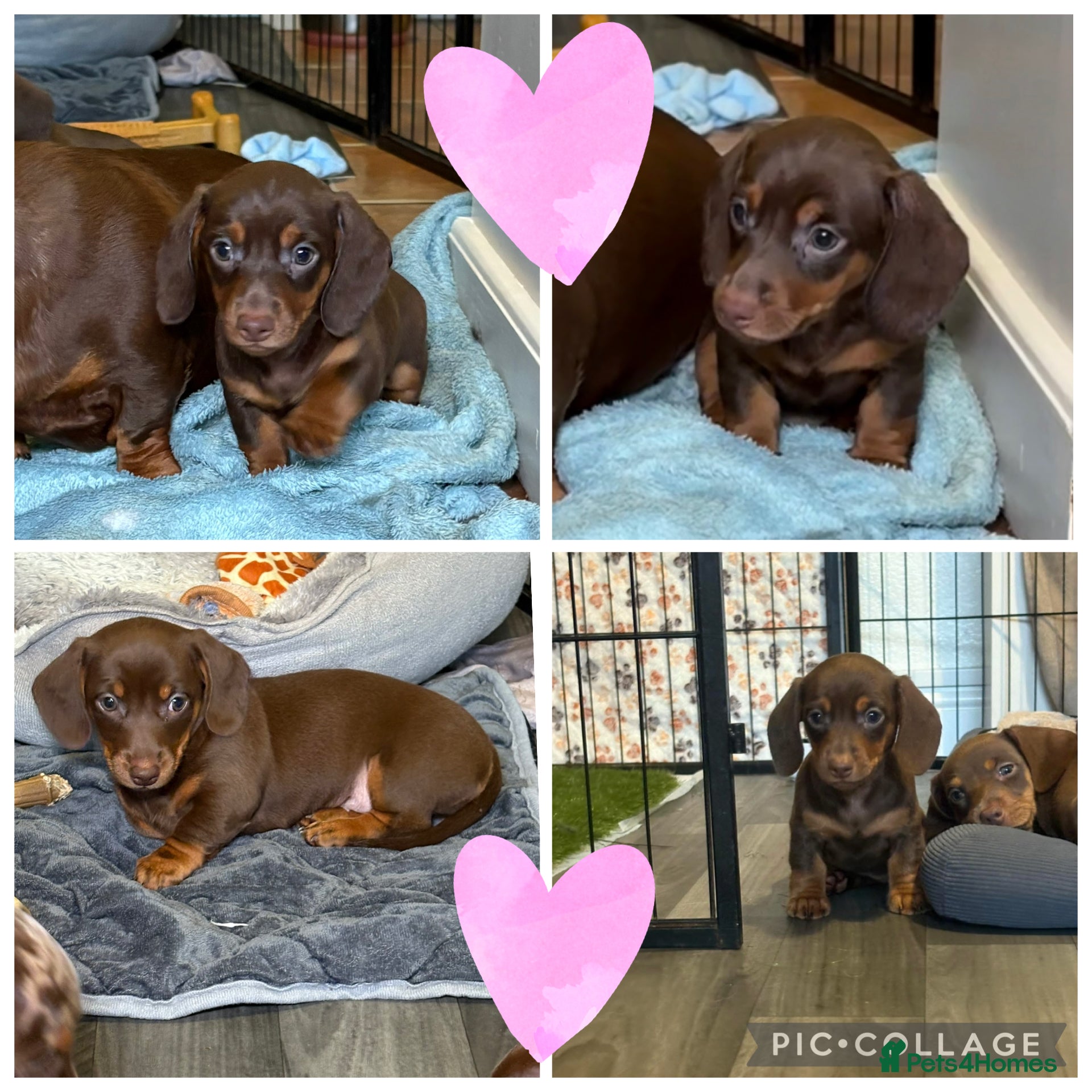 Miniature Dachshund dogs Chocolate dachshund girls  - Advert 16