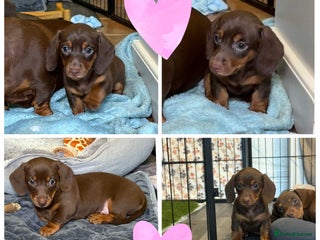 Miniature Dachshund dogs Chocolate dachshund girls - Advert 10