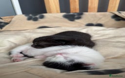 British Longhair cats for sale: female and male British Longhair kittens for sale  - Image 2
