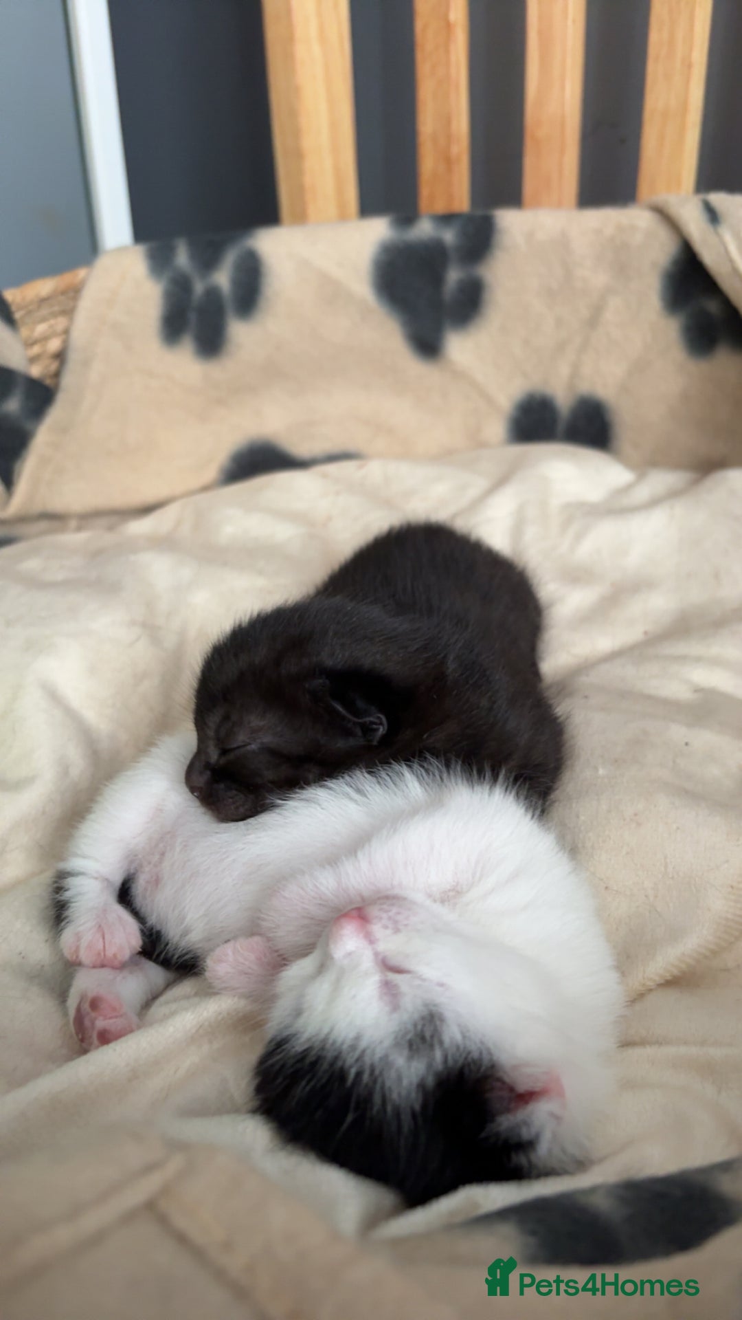British Longhair cats for sale: female and male British Longhair kittens for sale  - Image 2