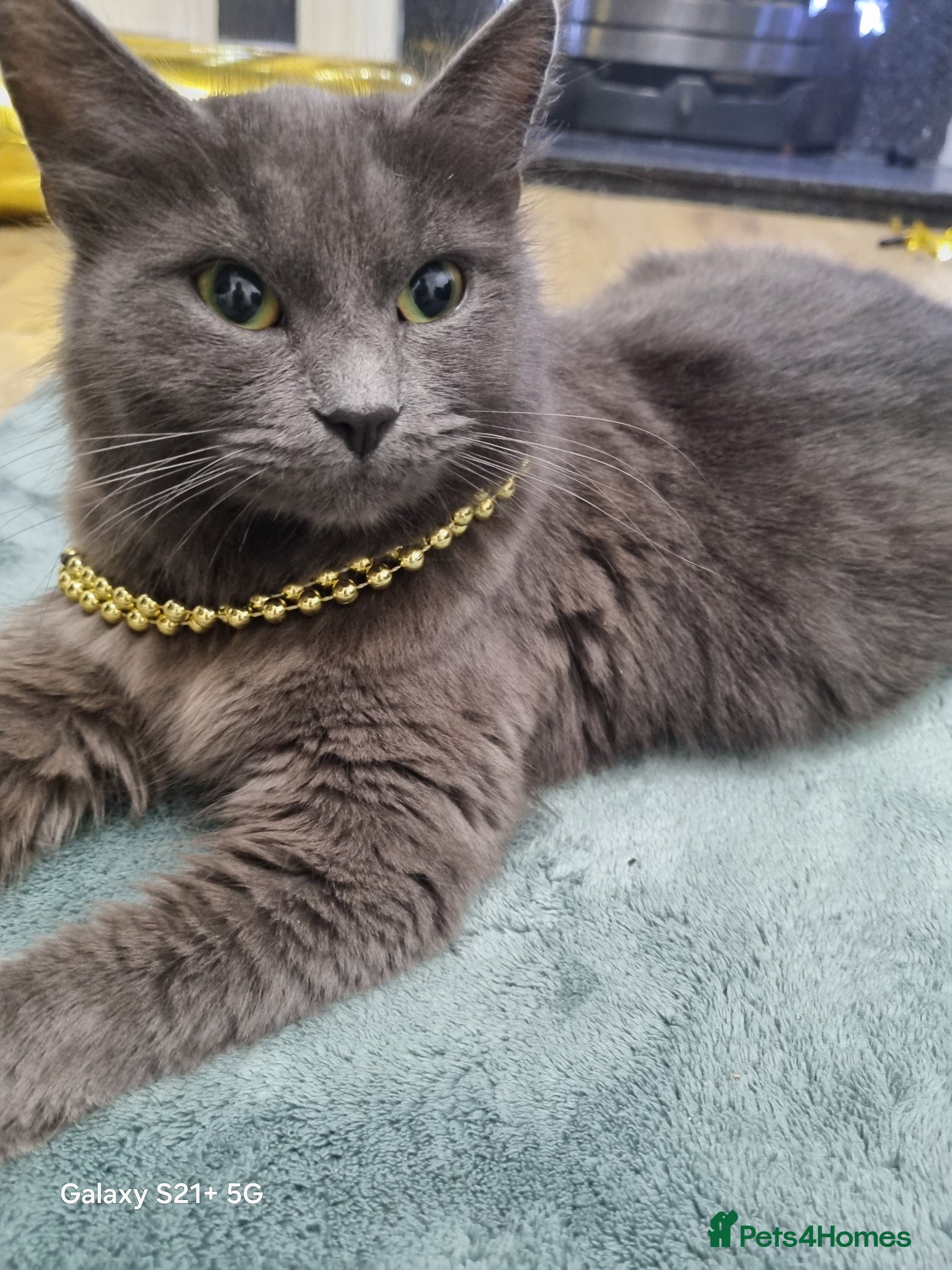 British Longhair cats Kittens - Advert 2